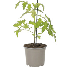 Tomatenpflanze in einem grauen Kunststofftopf mit Stützstab.