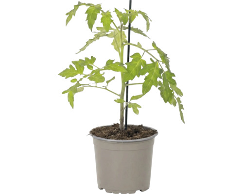 Tomatenpflanze in einem grauen Kunststofftopf mit Stützstab.