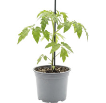 Junge Tomatenpflanze in einem Pflanztopf aus Kunststoff mit einem Stützstab.