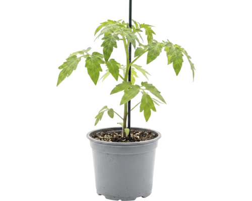 Junge Tomatenpflanze in einem Pflanztopf aus Kunststoff mit einem Stützstab.