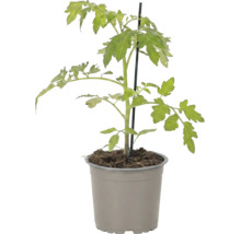 Junge Tomatenpflanze mit grünen Blättern und Stützstab in einem Kunststofftopf.