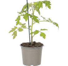 Junge Tomatenpflanze im Anzuchttopf mit Stützstab.