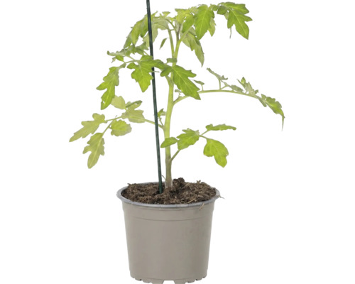 Junge Tomatenpflanze im Anzuchttopf mit Stützstab.