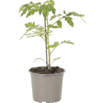 Jungpflanze Tomate im Topf mit Stützstab.