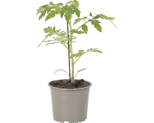 Jungpflanze Tomate im Topf mit Stützstab.