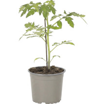 Junge Tomatenpflanze in einem Kunststofftopf mit einem Stützstab.