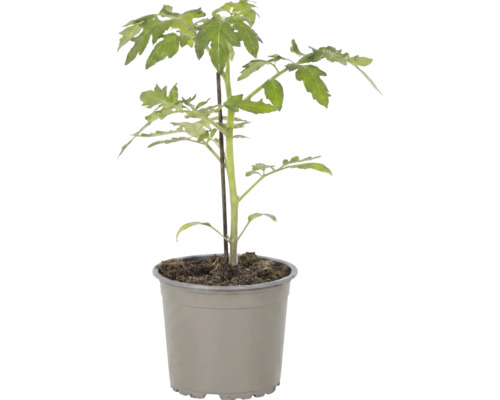 Junge Tomatenpflanze in einem Kunststofftopf mit einem Stützstab.
