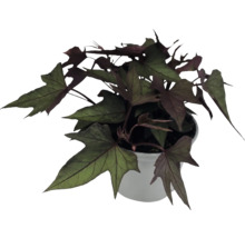 Ipomoea batatas mit dunkelvioletten, gelappten Blättern im weißen Pflanztopf.