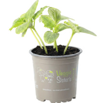 Junge Gemüsepflanze mit grünen Blättern in einem grauen Kunststofftopf mit dem Veggie Sisters Logo.