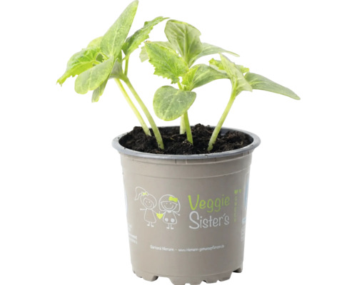 Junge Gemüsepflanze mit grünen Blättern in einem grauen Kunststofftopf mit dem Veggie Sisters Logo.