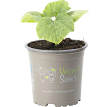 Veggie Sister's Gemüsepflanze im grauen Kunststofftopf mit großen grünen Blättern.
