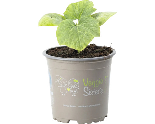 Veggie Sister's Gemüsepflanze im grauen Kunststofftopf mit großen grünen Blättern.