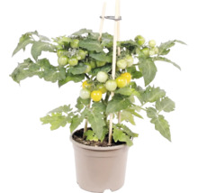 Tomatenpflanze mit gelben und grünen Tomaten im Topf, gestützt durch Holzstäbe.