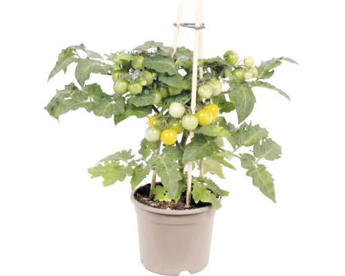 Tomatenpflanze mit gelben und grünen Tomaten im Topf, gestützt durch Holzstäbe.