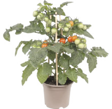 Kompakte Tomatenpflanze mit reifenden Kirschtomaten und Stützstäben aus Holz im Kunststofftopf.