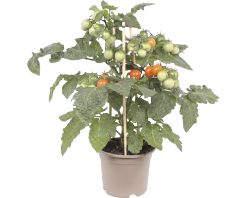 Kompakte Tomatenpflanze mit reifenden Kirschtomaten und Stützstäben aus Holz im Kunststofftopf.