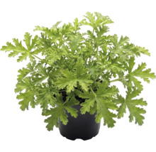 Duftpelargonie im schwarzen Kunststofftopf mit gelappten grünen Blättern.
