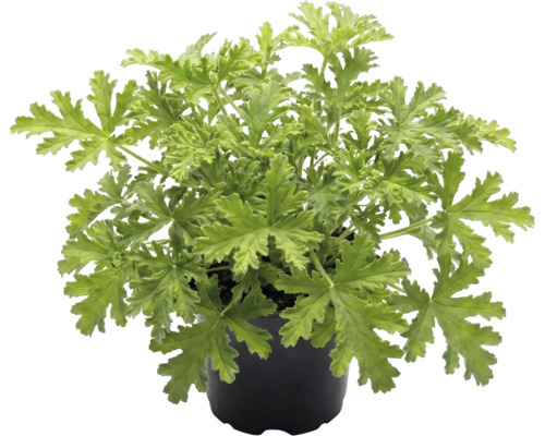 Duftpelargonie im schwarzen Kunststofftopf mit gelappten grünen Blättern.