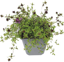 Blühende Thymian-Pflanze in einem grauen Kunststofftopf mit kleinen grünen Blättern und dunkelvioletten Blütenköpfen.