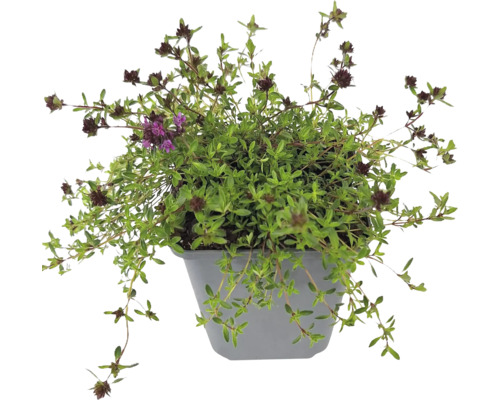 Blühende Thymian-Pflanze in einem grauen Kunststofftopf mit kleinen grünen Blättern und dunkelvioletten Blütenköpfen.