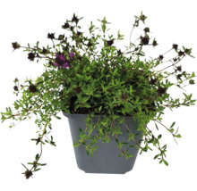 Thymian Pflanze im grauen Topf mit kleinen grünen Blättern und dunklen Blüten.