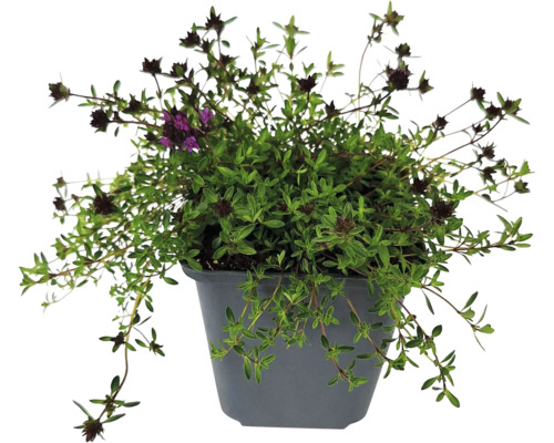 Thymian Pflanze im grauen Topf mit kleinen grünen Blättern und dunklen Blüten.