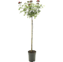 Hochstammrose mit roten Blüten und Knospen im Topf, gestützt durch einen Pflanzstab.
