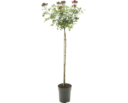Hochstammrose mit roten Blüten und Knospen im Topf, gestützt durch einen Pflanzstab.