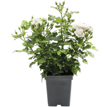 Weiße Rose im dunklen Kunststofftopf mit grünen Blättern und Knospen.
