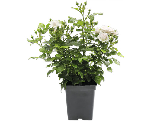 Weiße Rose im dunklen Kunststofftopf mit grünen Blättern und Knospen.