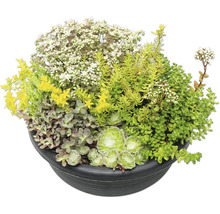 Arrangement verschiedener Sedum-Arten und Sukkulenten in einer dunklen, runden Pflanzschale.