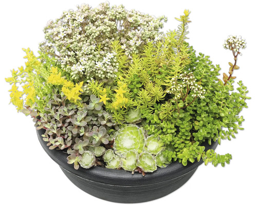 Arrangement verschiedener Sedum-Arten und Sukkulenten in einer dunklen, runden Pflanzschale.
