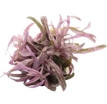 Aquarium Pflanze mit schmalen, farnartigen Blättern in violetten und grünen Farbtönen.