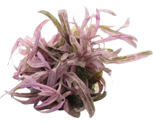Aquarium Pflanze mit schmalen, farnartigen Blättern in violetten und grünen Farbtönen.