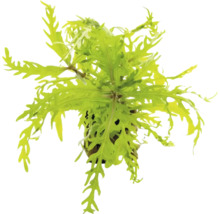 Indischer Wasserstern Hygrophila difformis Aquarienpflanze mit tief fiederteiligen grünen Blättern