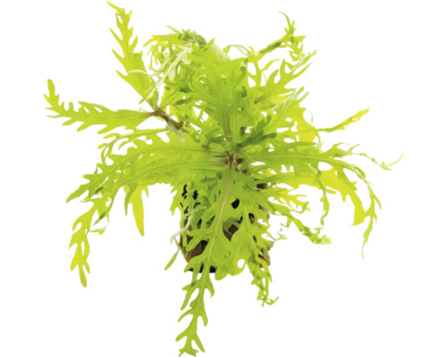 Indischer Wasserstern Hygrophila difformis Aquarienpflanze mit tief fiederteiligen grünen Blättern