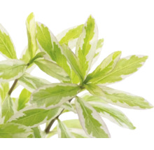 Gold-Salbei Salvia officinalis Icterina mit hellgrünen panaschierten Blättern.