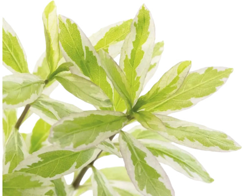 Gold-Salbei Salvia officinalis Icterina mit hellgrünen panaschierten Blättern.