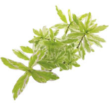 Zweig einer Pflanze mit grün-weiß panaschierten Blättern.