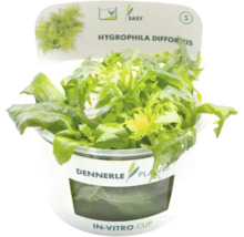 Dennerle Plants In-Vitro Cup Hygrophila difformis, pflegeleichte Aquarienpflanze mit gezackten Blättern.