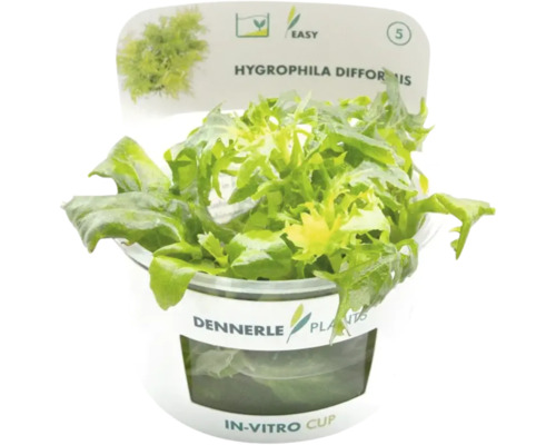 Dennerle Plants In-Vitro Cup Hygrophila difformis, pflegeleichte Aquarienpflanze mit gezackten Blättern.