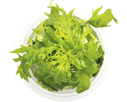 Mizuna Blattsalat in einem runden Pflanztopf, Draufsicht