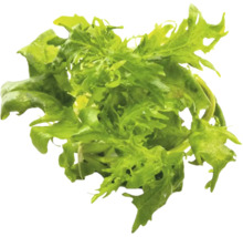 Friséesalat mit krausen, gezackten Blättern.