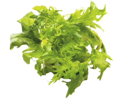 Friséesalat mit krausen, gezackten Blättern.