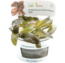 Aquarienpflanze Lysimachia parvifolia Red im In-Vitro-Becher von Dennerle mit mittlerem Schwierigkeitsgrad.