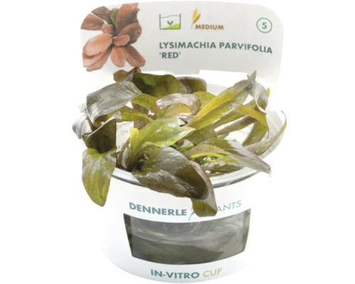 Aquarienpflanze Lysimachia parvifolia Red im In-Vitro-Becher von Dennerle mit mittlerem Schwierigkeitsgrad.