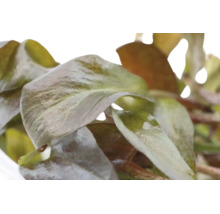 Nahaufnahme der Blätter der Aquarienpflanze Ludwigia repens Rubin in Grün und Rotbraun.