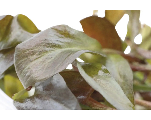 Nahaufnahme der Blätter der Aquarienpflanze Ludwigia repens Rubin in Grün und Rotbraun.