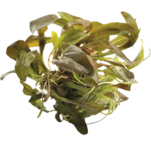 Echinodorus Aquarienpflanze mit breiten, rötlich gesprenkelten Blättern für Aquarien.