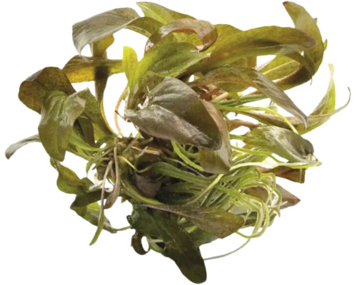 Echinodorus Aquarienpflanze mit breiten, rötlich gesprenkelten Blättern für Aquarien.
